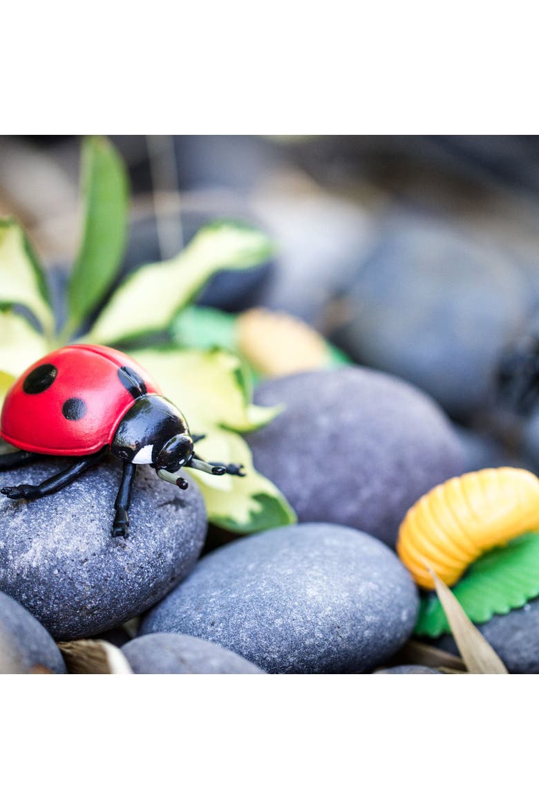 Life Cycle Of A Ladybug, Alternate, color, No Color