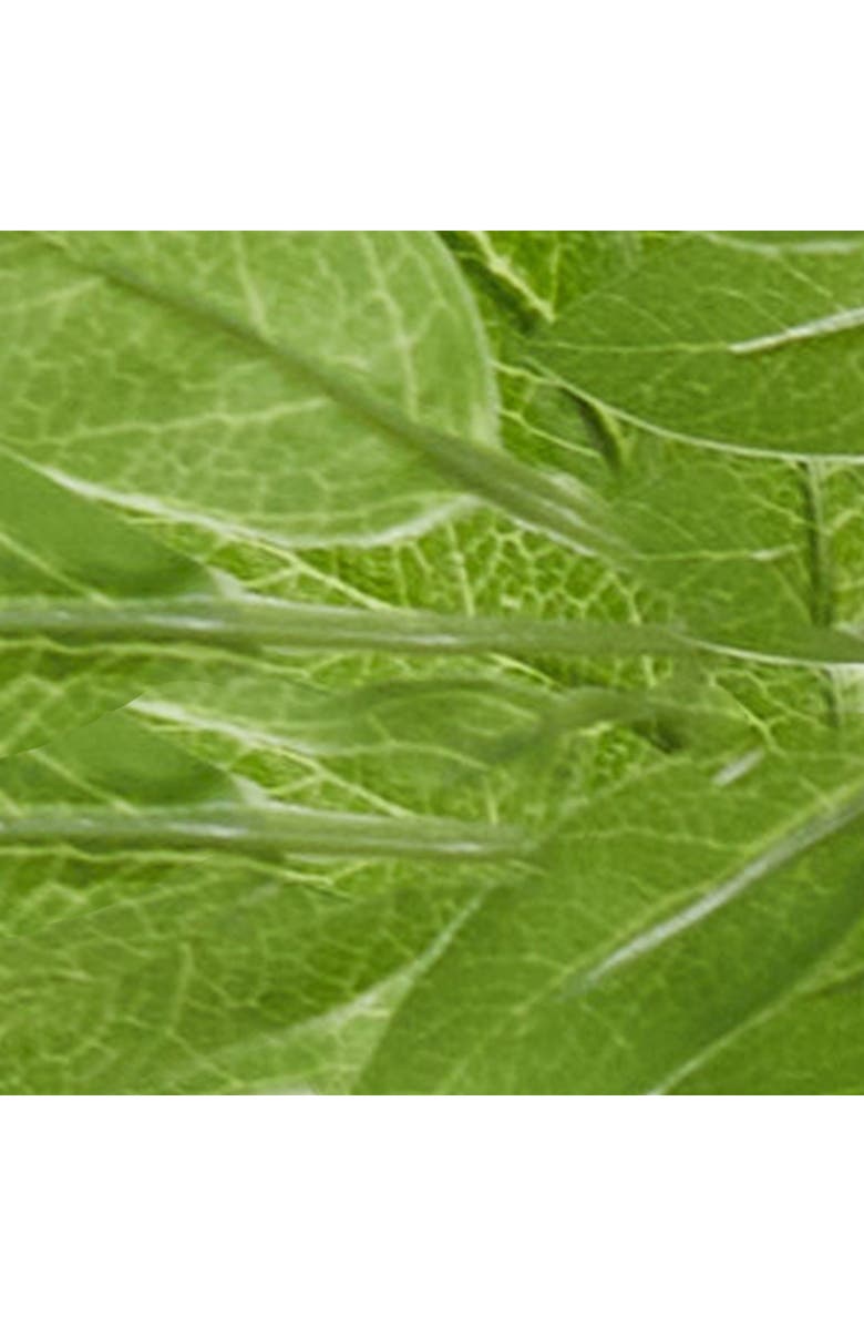 GINGER BIRCH STUDIO Green Faux Foliage Artificial Ficus Tree, Alternate, color,