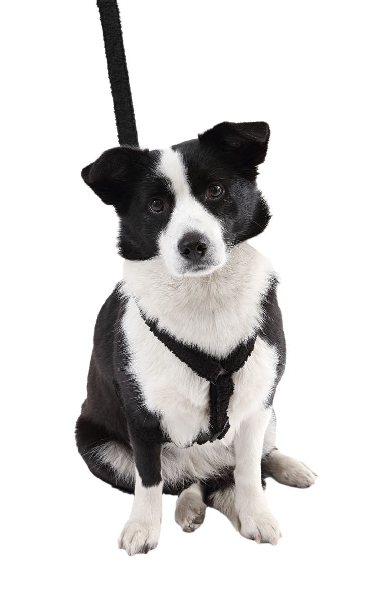 The Licker Store Teddy Bouclé Adjustable H Harness and Leash Walk Set with Poop Bag Pouch, Alternate, color, Black