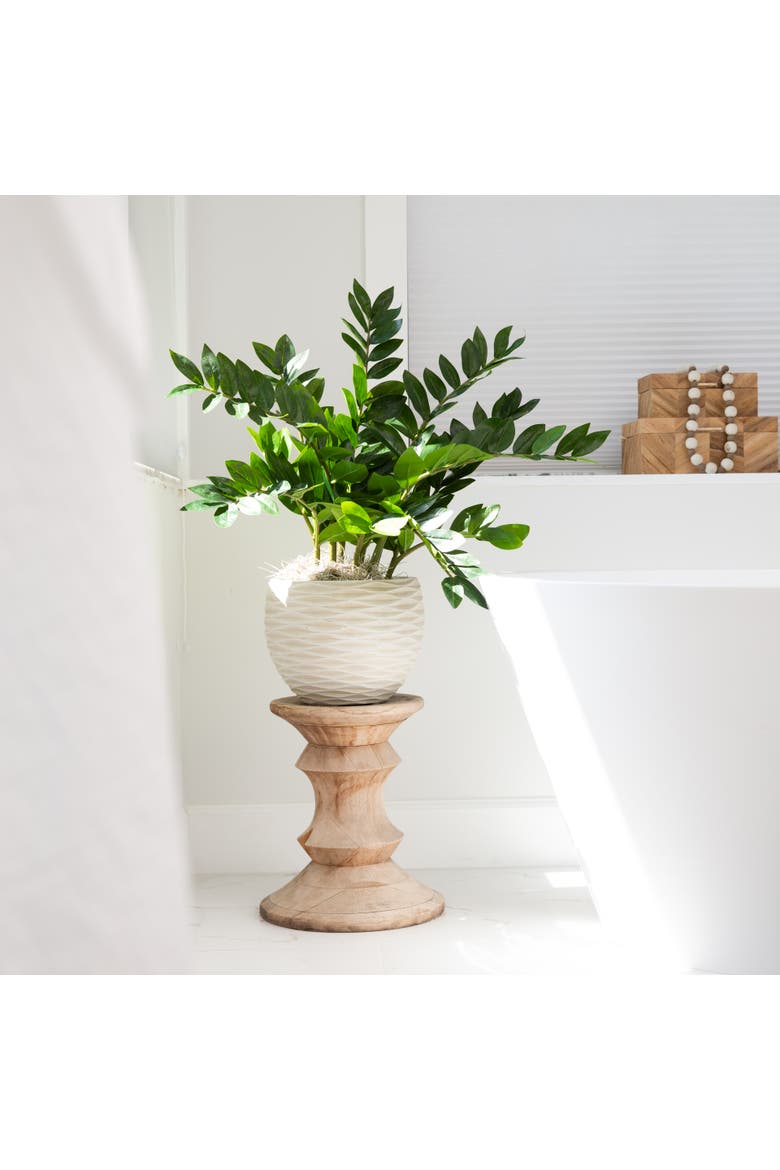 28-in Artificial Zamioculcas Plant with Decorative Planter, Alternate, color, Green