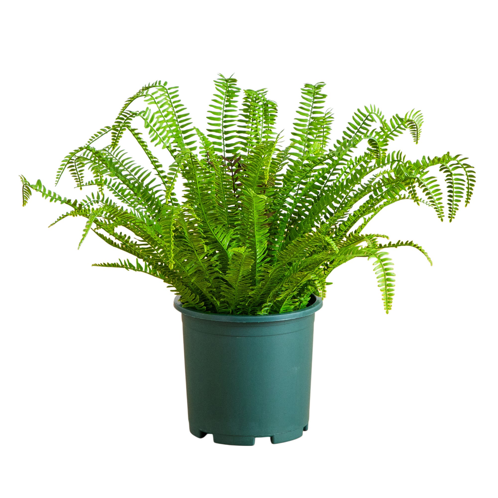selected Green
