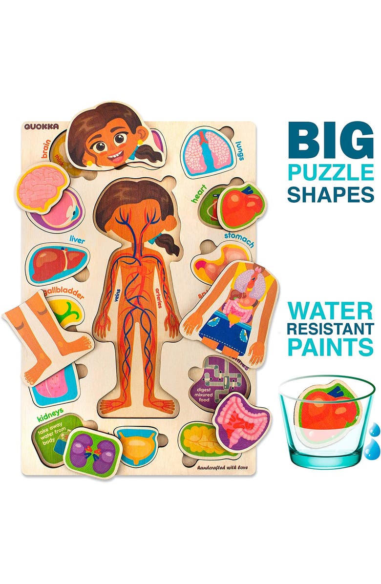 Quokka Human Anatomy Learning Puzzles for Kids, Alternate, color, Body Parts
