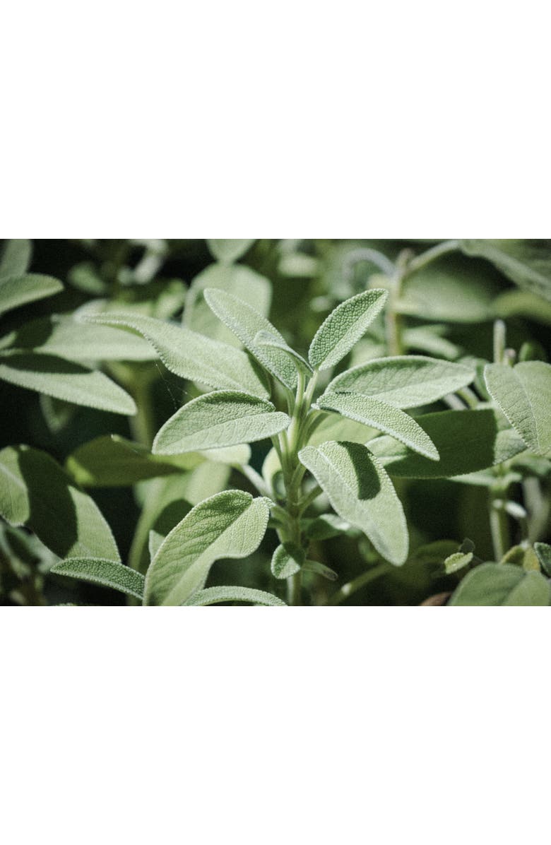 Delfino Sage Scented Insert Refill for Car Diffuser, Alternate, color, White