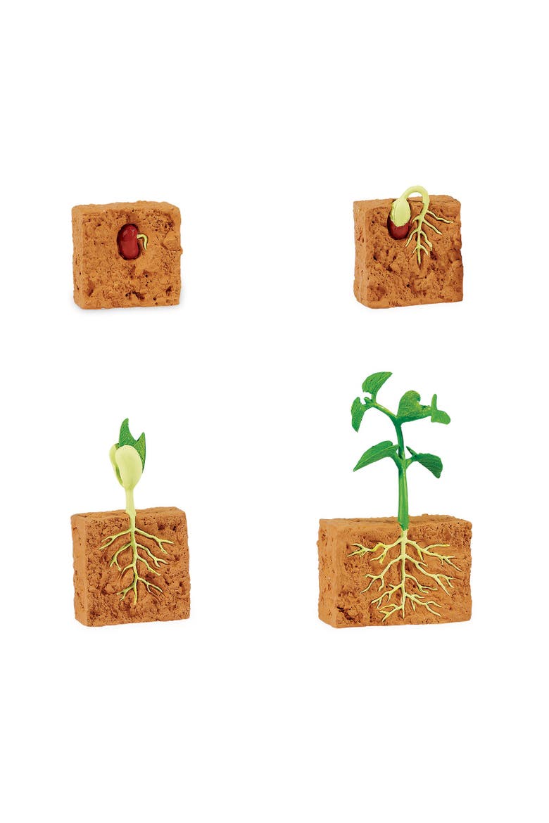 Life Cycle Of A Green Bean Plant, Alternate, color, No Color