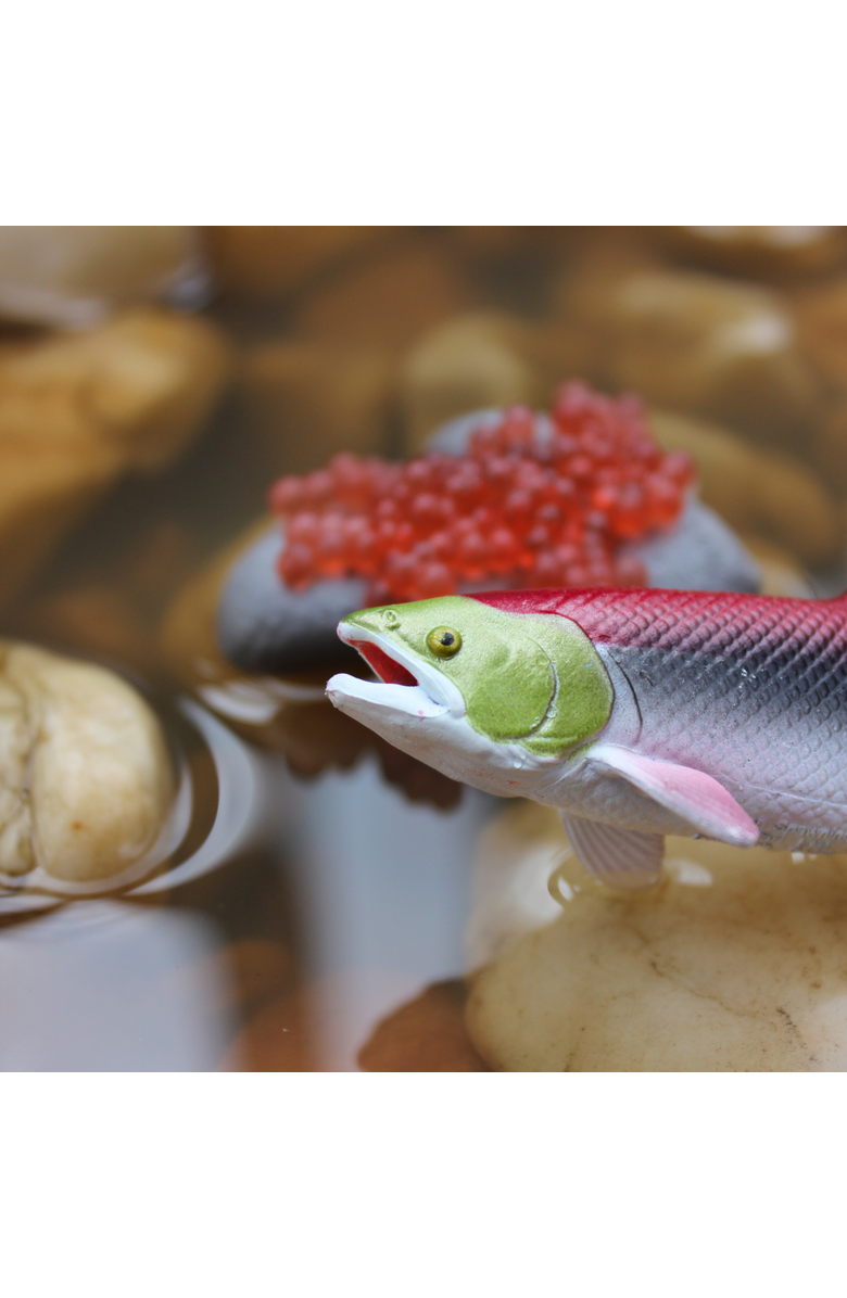 Safari Ltd. Life Cycle Of A Salmon, Alternate, color, 