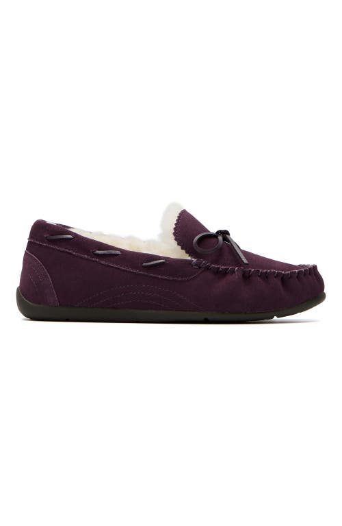 Abeo Amble Bow Slipper In Dark Purple - Regular