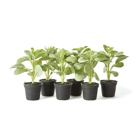 Sage Drop-In 6.5" , Set Of 6