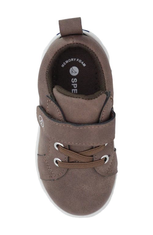 Sperry Kids' Low Top Sneaker In Brown