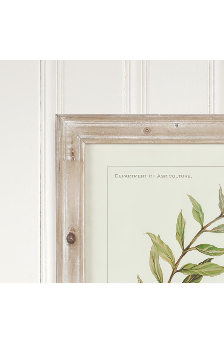 Napa Home & Garden Framed Olive Leaf Botanical Prints Set of 4, Alternate, color, Off-White