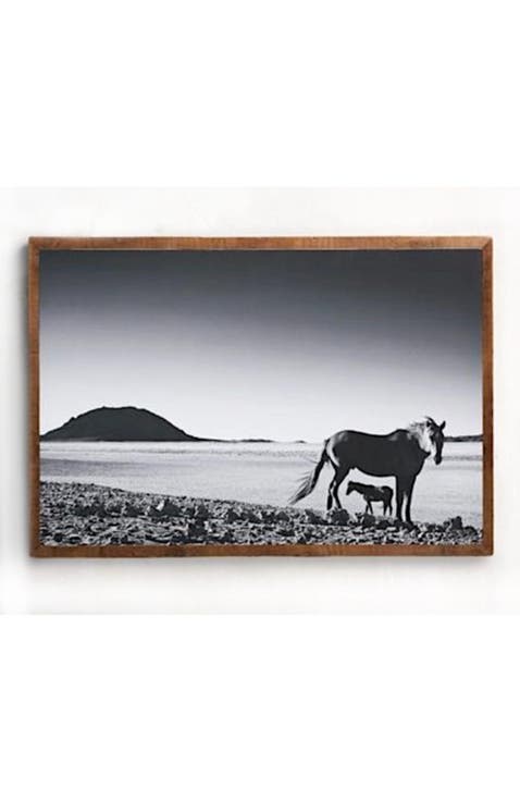 Foal - Fine Art Canvas Print by David Ballam