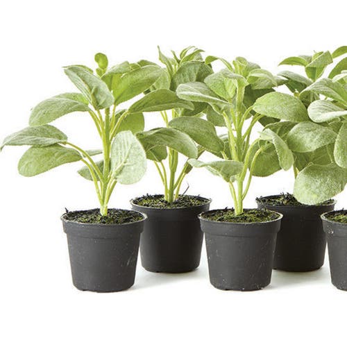 Napa Home & Garden Sage Drop-in 6.5" , Set Of 6 In Green