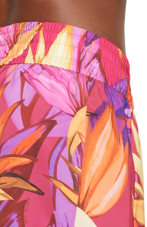Adidas X Farm Rio X Farm Rio Pacer Shorts In Pink/yellow/fuchsia