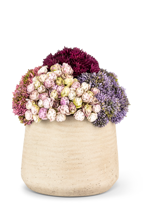Cocobella Neriah Mini Sedum Arrangement In Neutral