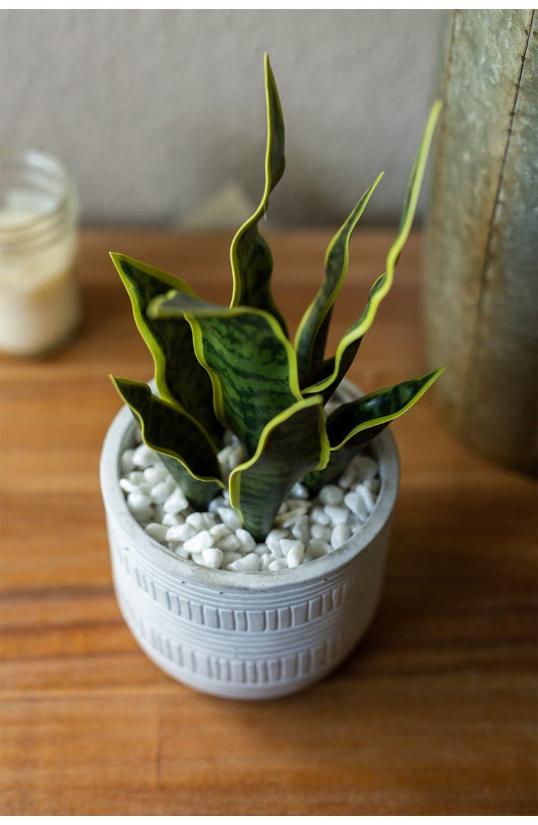 FLORA BUNDA 12"H Snake plant in 4.75" Pueblo Cement Pot, Alternate, color,