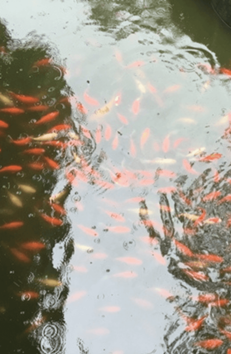 Samantha Siu - New York The Eternity Necklace, Alternate, color, Gold / Green Jasper