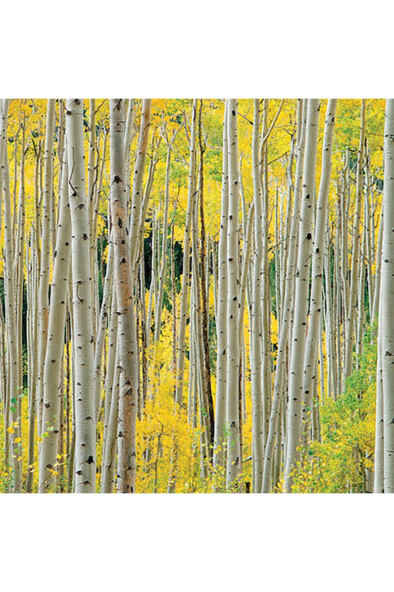 Aspens, Aspens, Aspens 1000 Piece Puzzle by OW Lawrence, Alternate, color, Multicolored