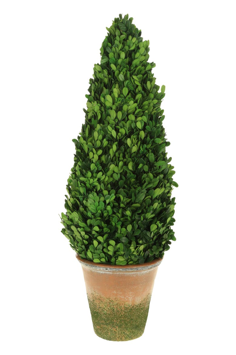 Boxwood Topiary Cone, Main, color, Green
