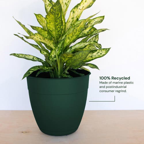 Bloem 12" Dayton Planter With Saucer Tray, Turtle Green In Green