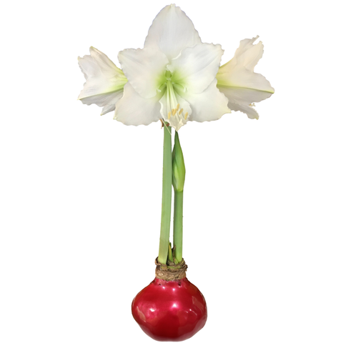 White Flower Base 36+
