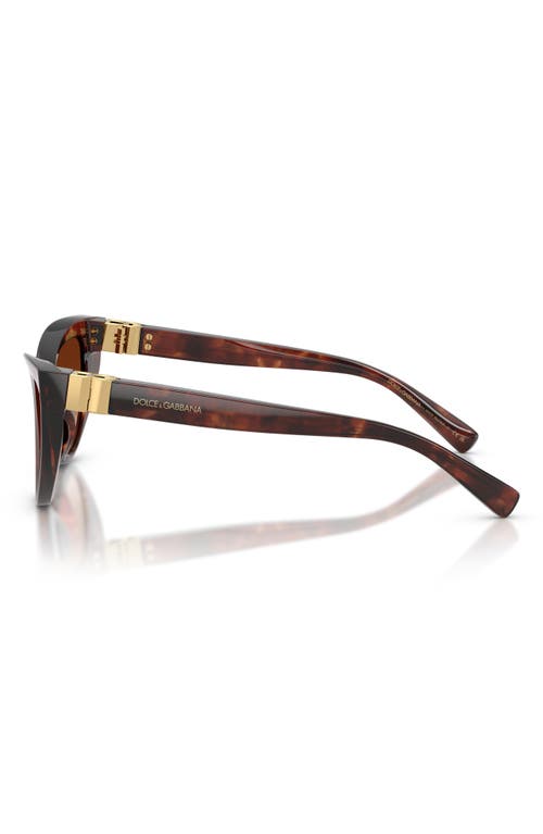 Dolce & Gabbana Dark Red Havana Acetate Sunglasses In Brown
