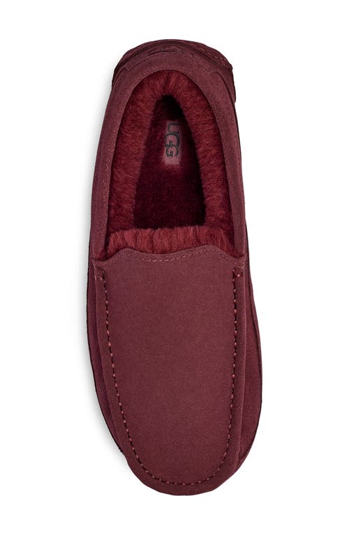 Ugg Ascot Slipper In Burgundy