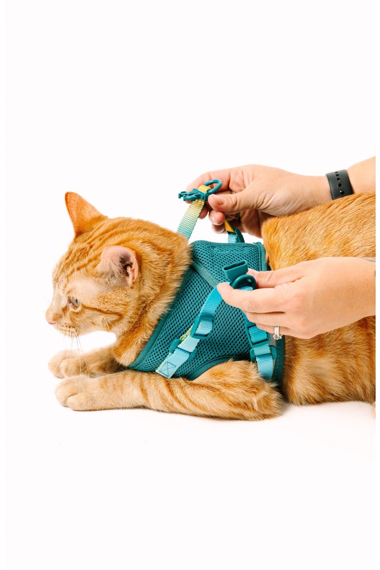 Joey Cat Harness and Leash Set, Alternate, color, Joey