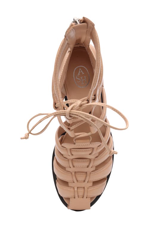 Ash Juvia Lace-up Gladiator Sandal In Animal Print