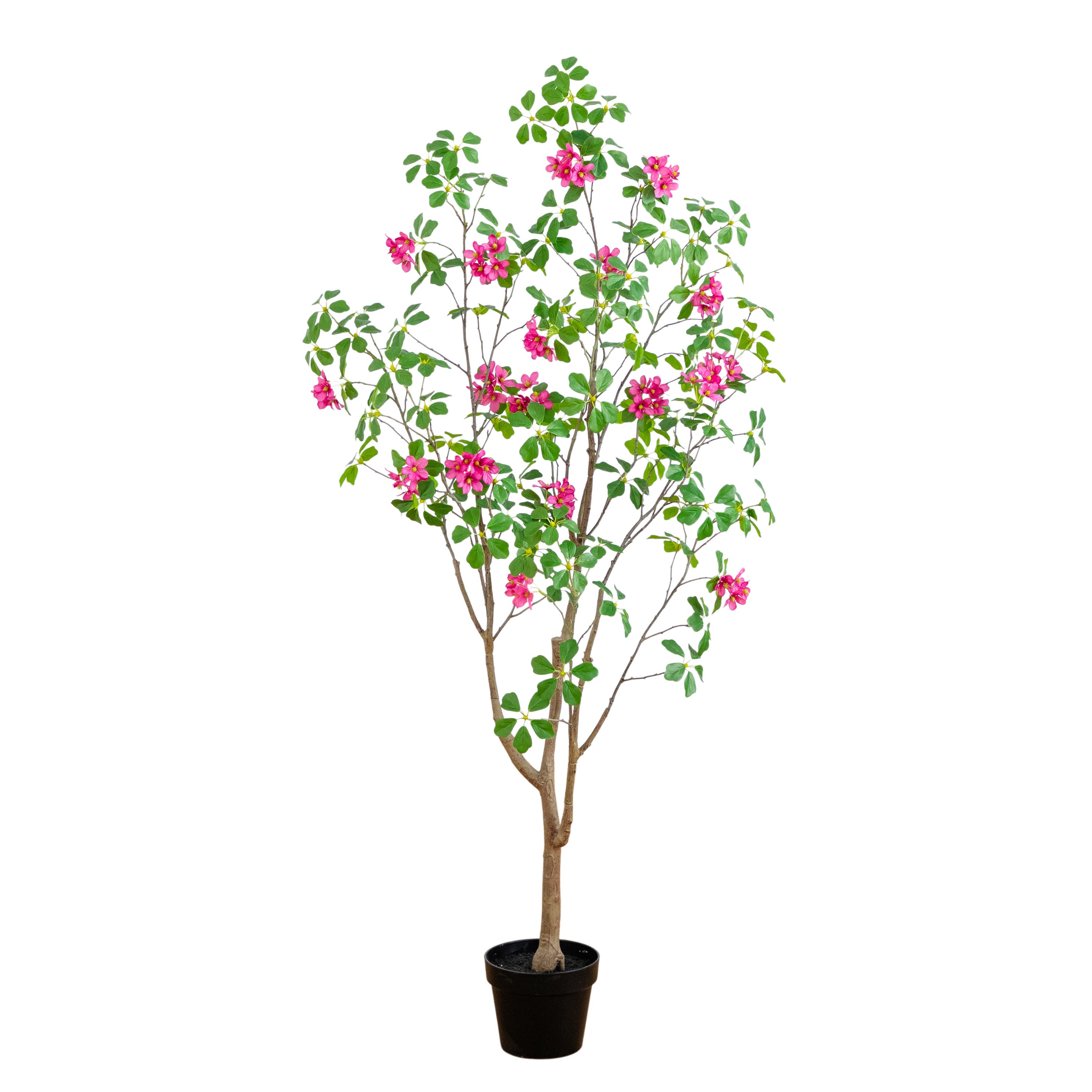 selected Green/Pink