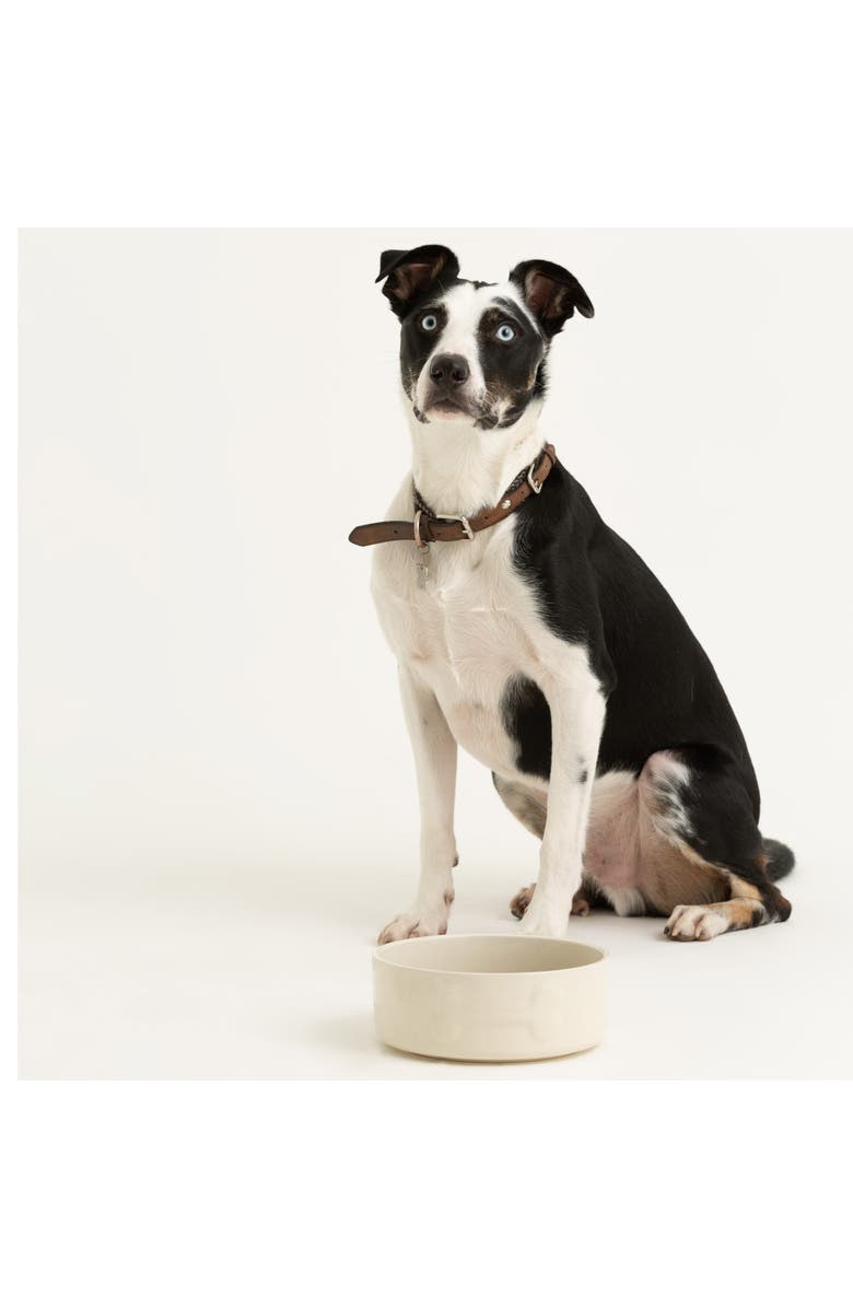 MASON CASH Embossed 8 Inch Bone Dog Food and Water Bowl, Alternate, color, Multicolored