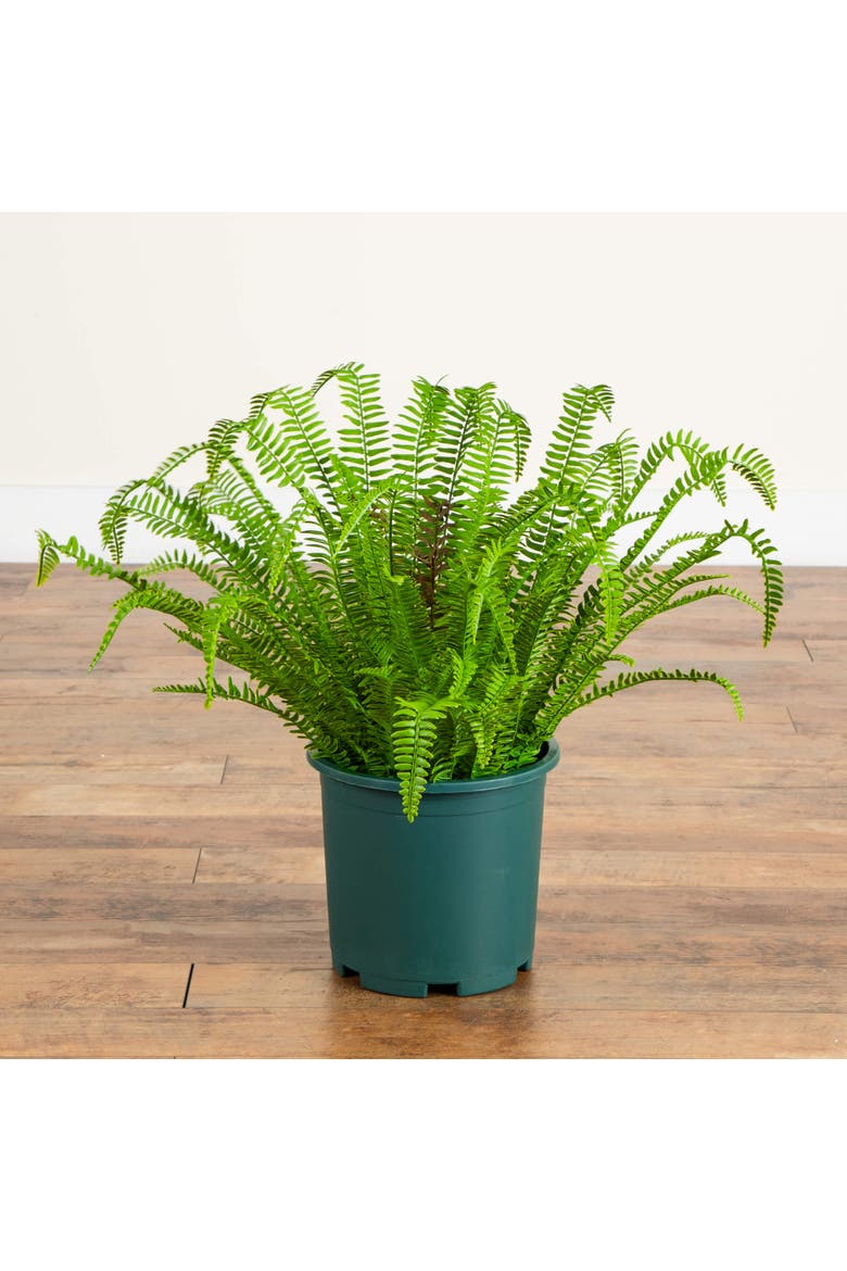 27-in UV Resistant Artificial Real Touch Boston Fern Plant, Alternate, color, Green