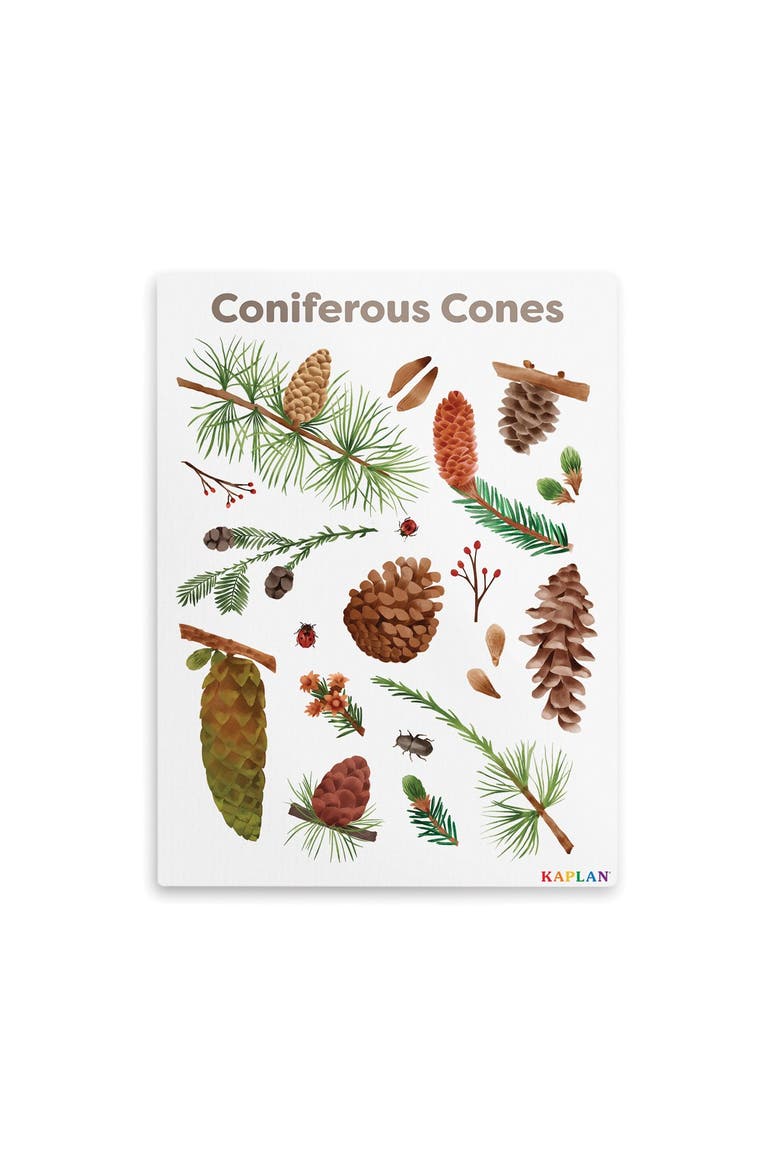 Coniferous Cones Giclee Classroom Wall Print, Main, color, brown
