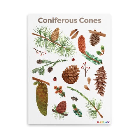 Coniferous Cones Giclee Classroom Wall Print