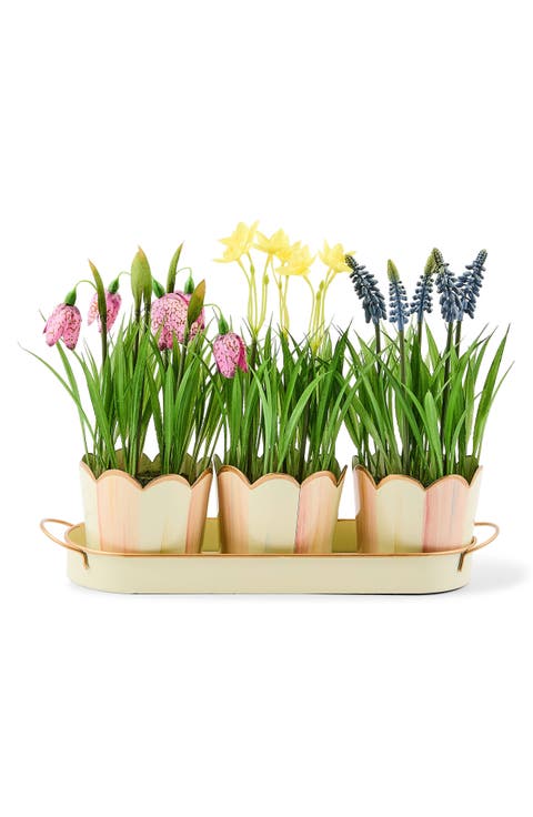 Rosy Check Stripe Triple Potted Blooms