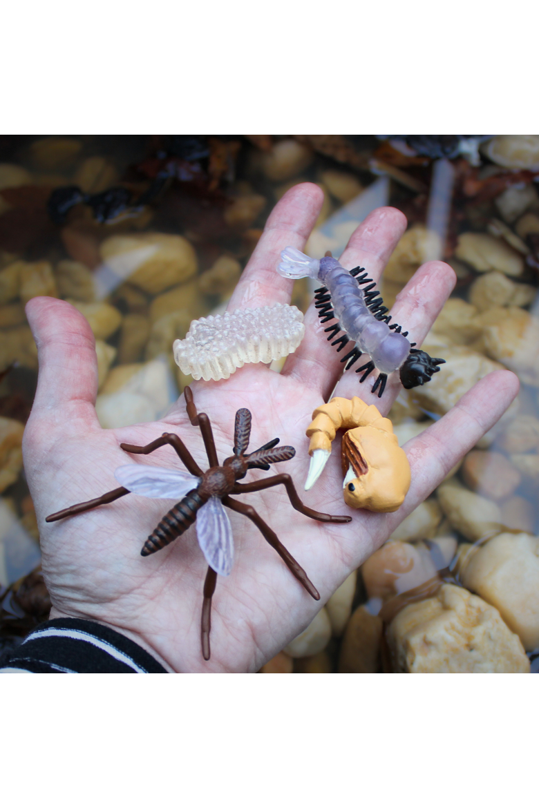 Life Cycle Of A Mosquito, Alternate, color, No Color