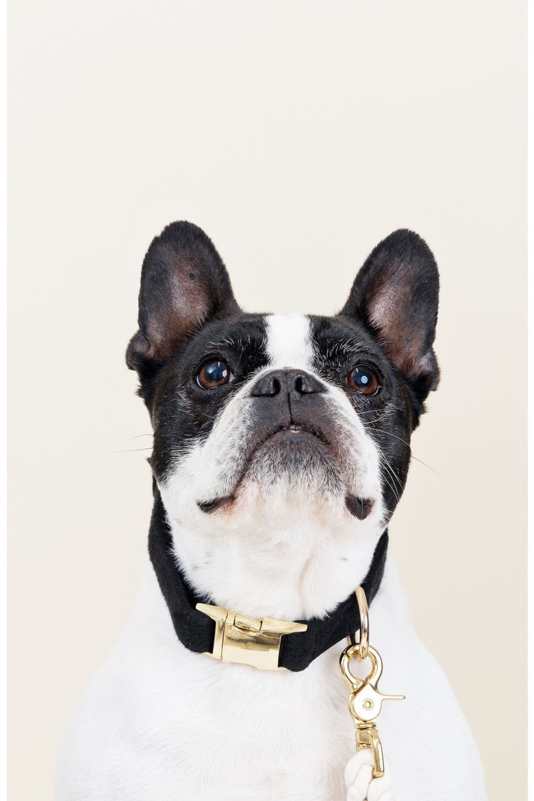 Ryan Dog Collar, Alternate, color, Ryan