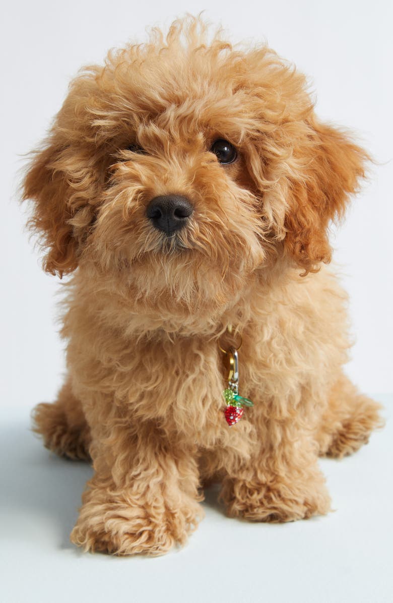 ossa Pet Collar Charm, Alternate, color, Strawberry