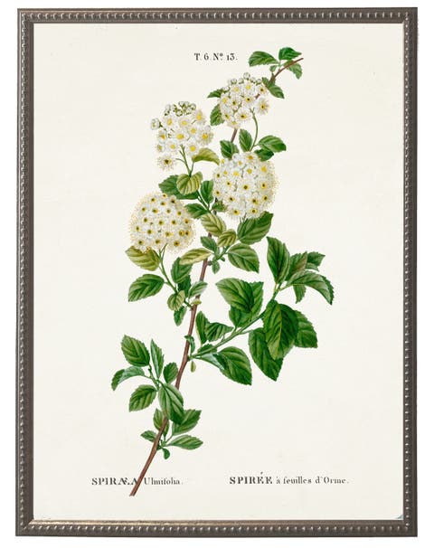 White Spirea On White Background