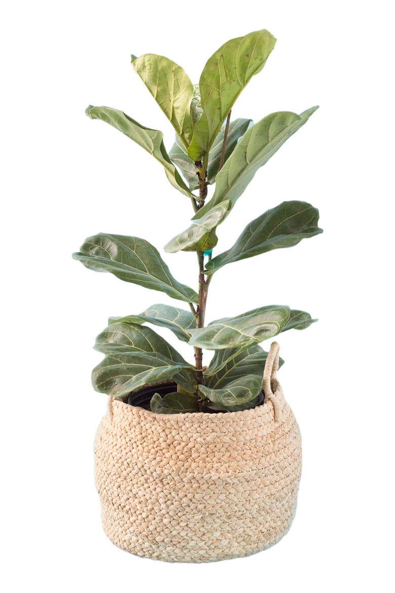 Small Braided Raffia Basket Natural, Main, color, Natural