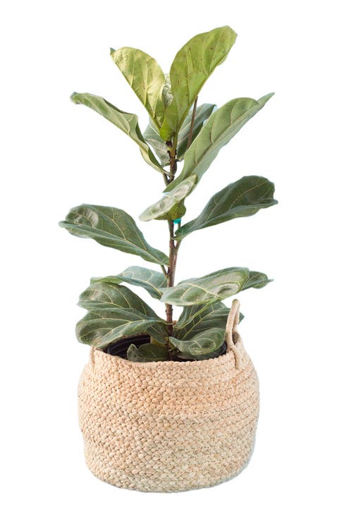 Small Braided Raffia Basket Natural