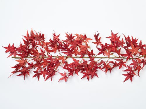Darby Creek Trading Red Japanese Maple Leaf Mantel Garland Fall Centerpiece Table Runner In Red