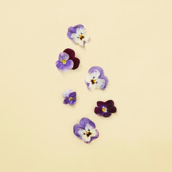 限定品】GUCCI グッチ The Virgin Violet キャンドル
