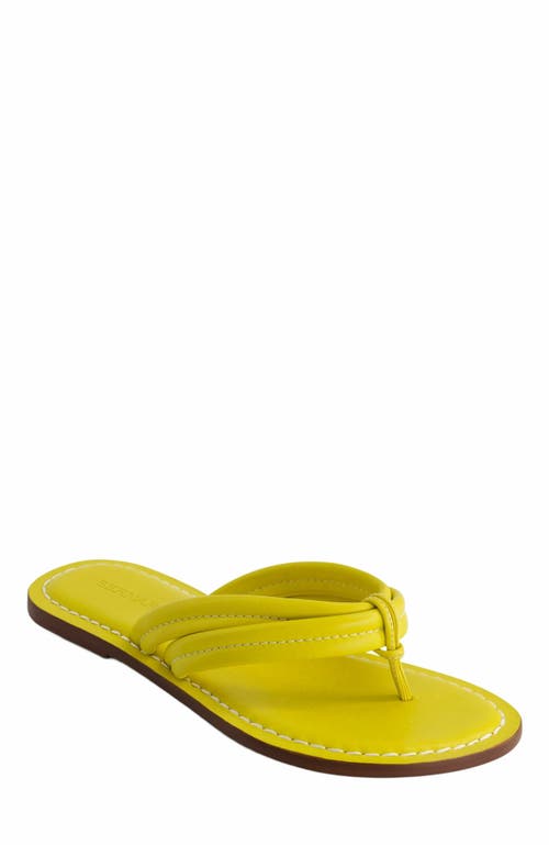 Bernardo Footwear Miami Thong Sandal In Daisy
