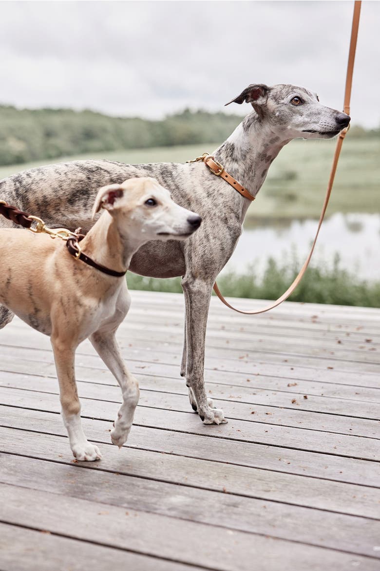 Robin Dog Collar, Alternate, color, Natural