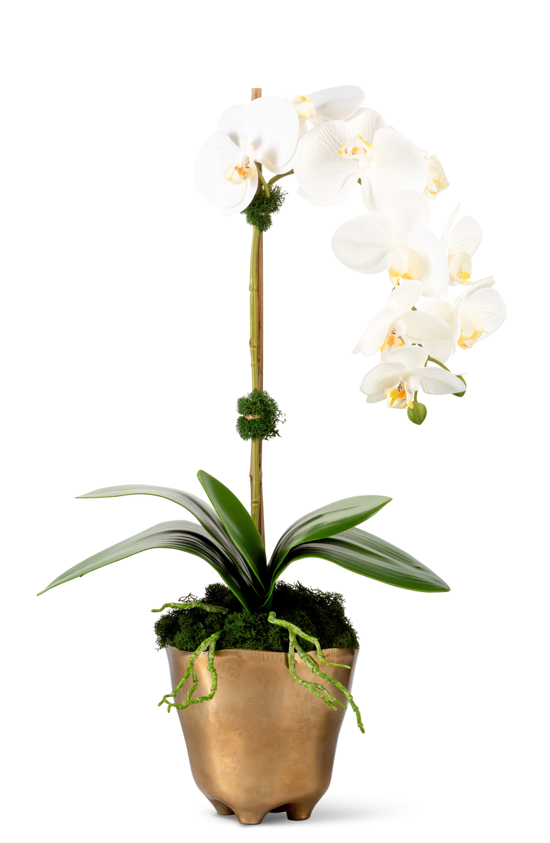 CocoBella Axel RealTouch Orchid Arrangement, Main, color, Snow