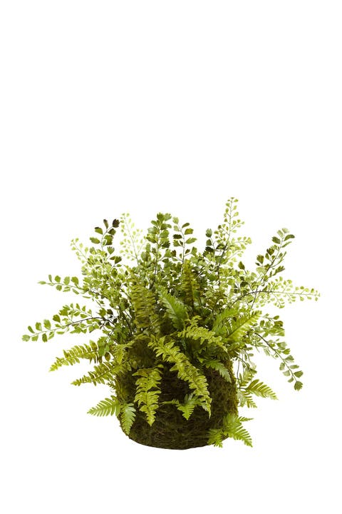 Mixed Fern with Twig and Moss Basket