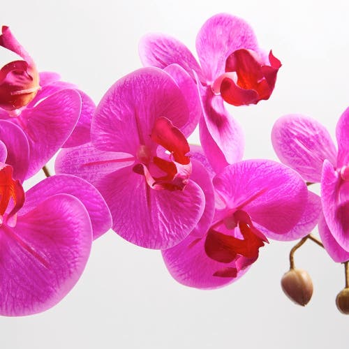 Cg Hunter Artificial Pink Double Stem Orchid In Pink