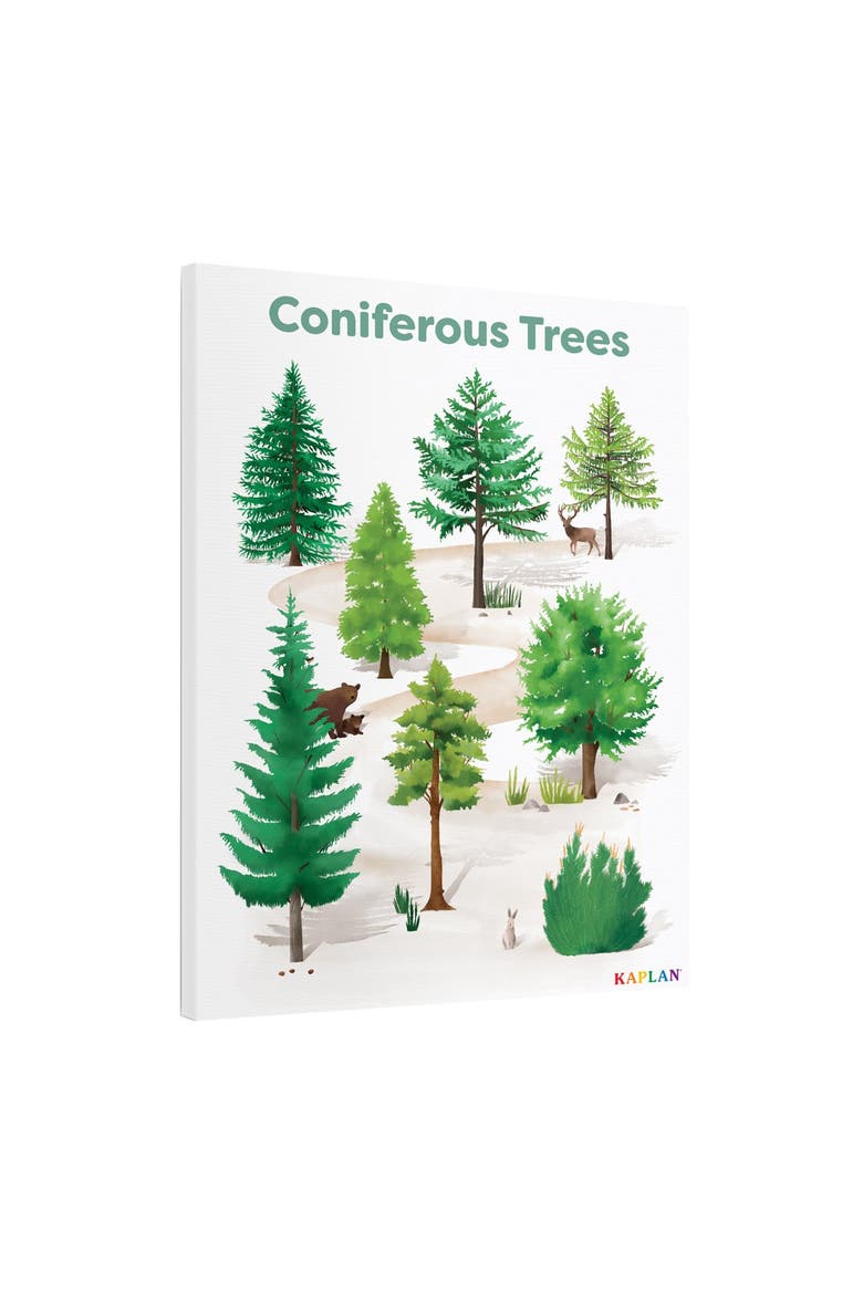 Coniferous Tree Giclee Classroom Wall Print, Alternate, color, green