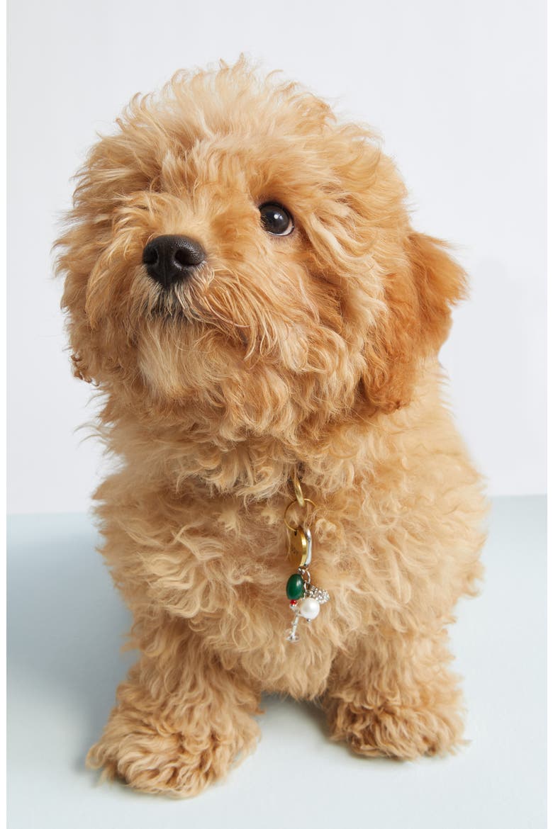 Martini Pet Collar Charm (Nordstrom Exclusive), Alternate, color, MARTINI
