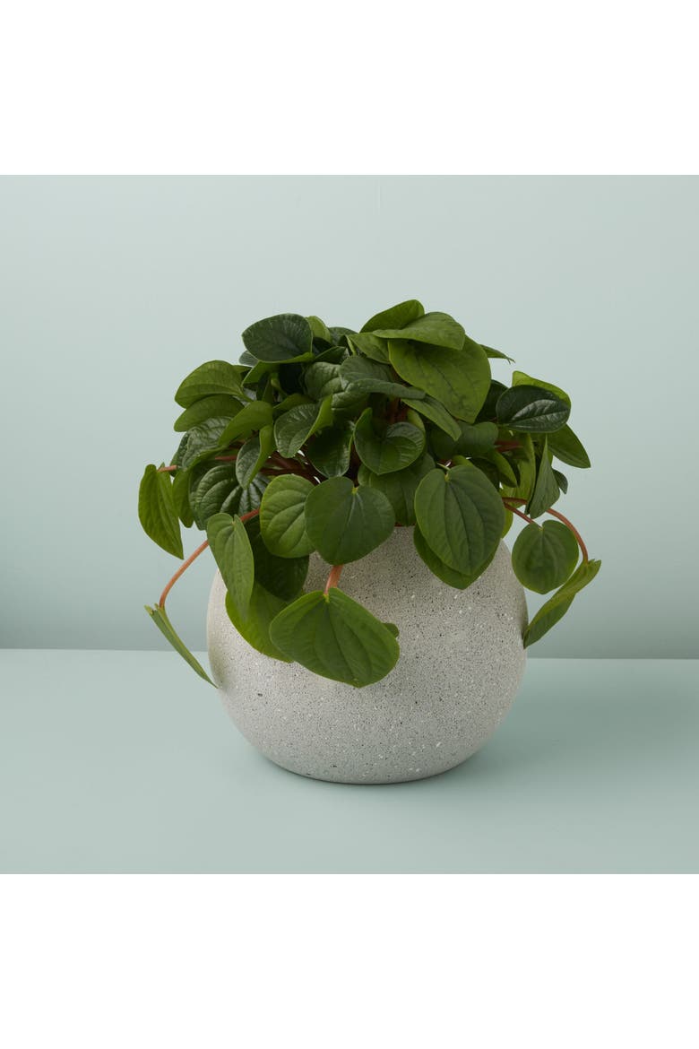 Atallo Cement Planter, Alternate, color, Cement
