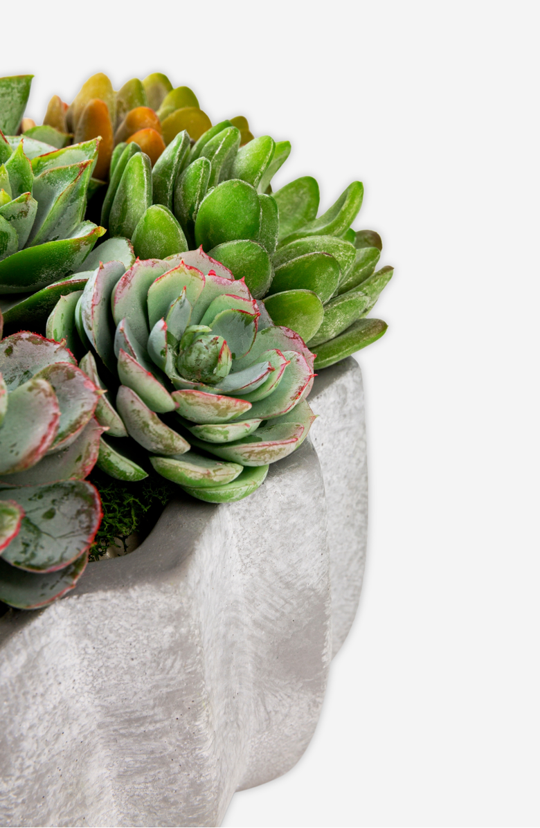 CocoBella Madison Pleated Ceramic Succulent Arrangement, Alternate, color, 